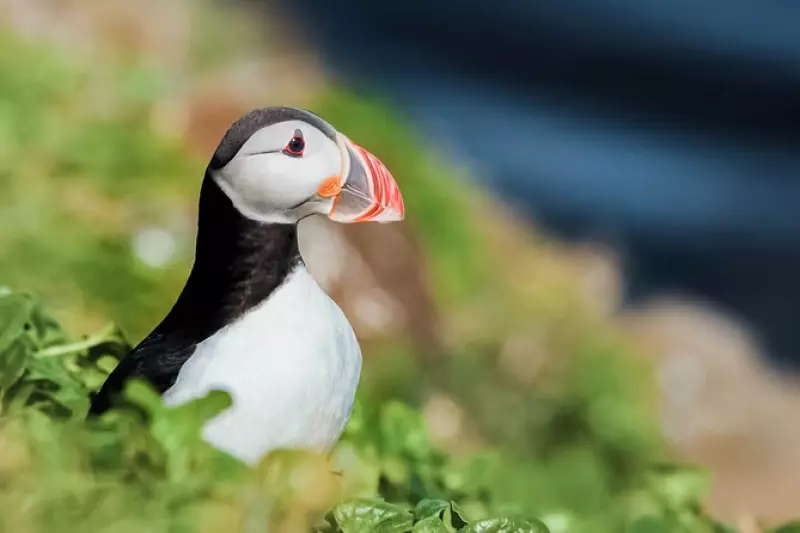 Puffins in Iceland